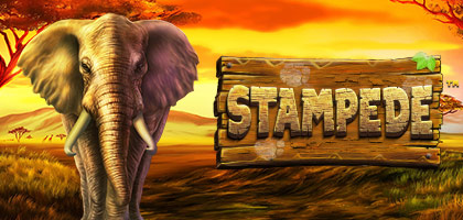 Stampede